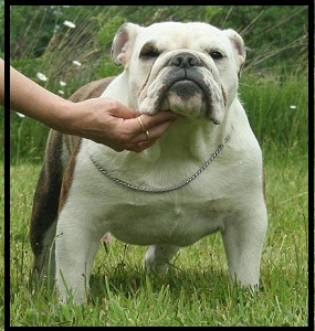 Easy dance of Mack Sweet British Bulls