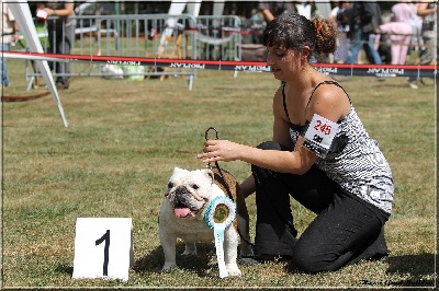 Horse Gard Bulldog - Exposition Canine Romorantin (26.08.2012)