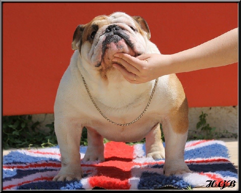 Horse Gard Bulldog Houdiny