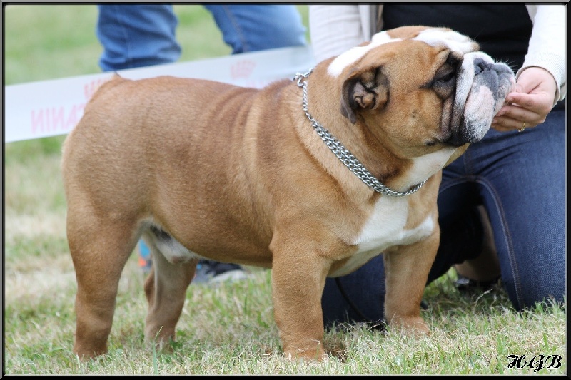 Horse Gard Bulldog Jawbreaker