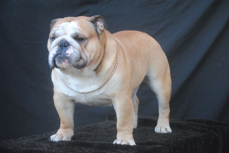 CH. Horse Gard Bulldog Happy together